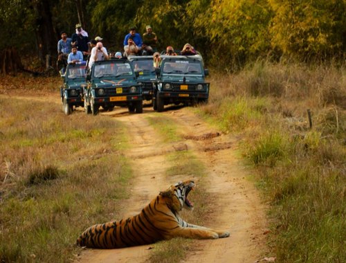 Explore Tadoba Tour with 2 Jeep Safaris