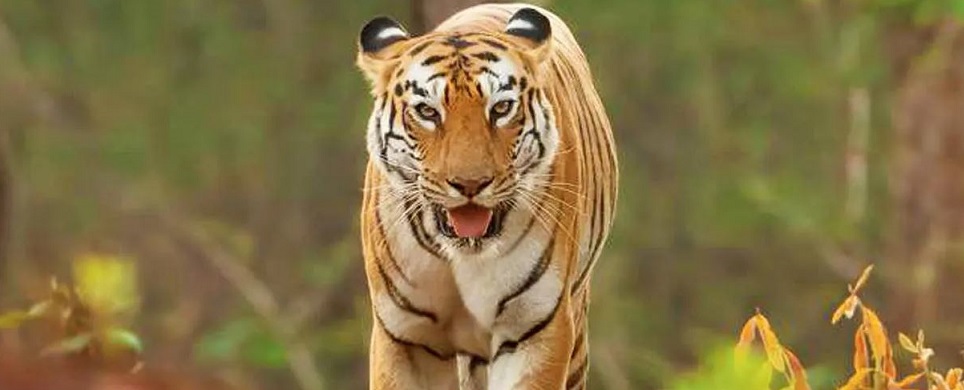 Maya: The Enchanting Queen of Tadoba's Jungles