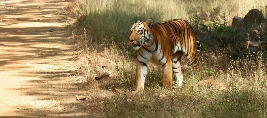 Plan a Perfect Trip to Tadoba National Park from Nagpur