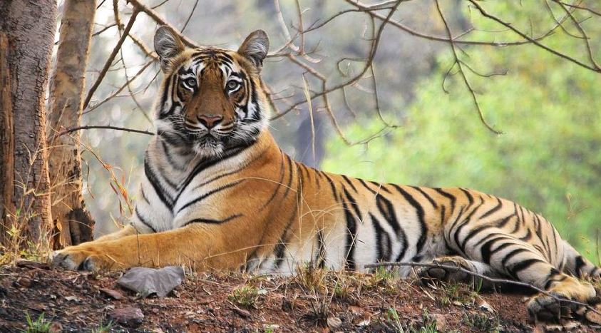 Tadoba Tiger Reserve: Finding the Perfect Season to Visit