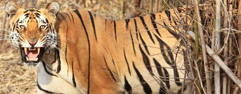 Tadoba Andhari Tiger Reserve: Where Wilderness Roars