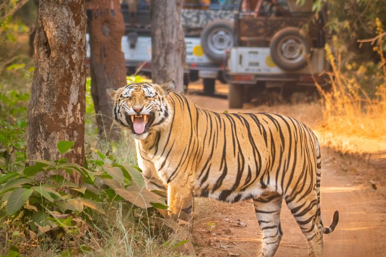Tipeshwar Tour with Tadoba 3 Night 4 Days