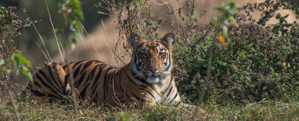 Tiger in Action of Cleaning Plastic Trash at Tadoba - Video Burgeons with Views on Social Media